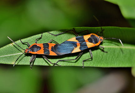 orange and black insects thumbnail