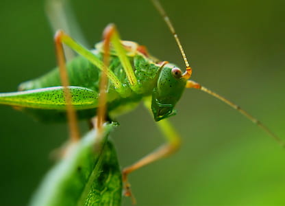 Green Grasshopper Close Up Photo thumbnail