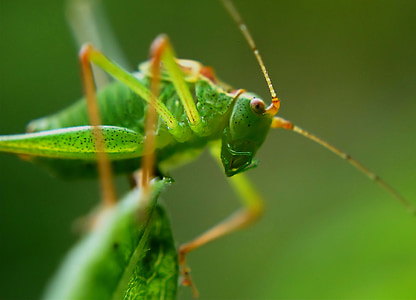 macro photography of green grasshopper on green leaf thumbnail