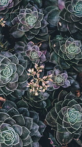 green and purple succulent plants thumbnail