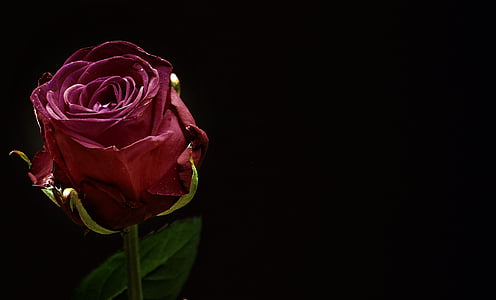 red rose with black background thumbnail
