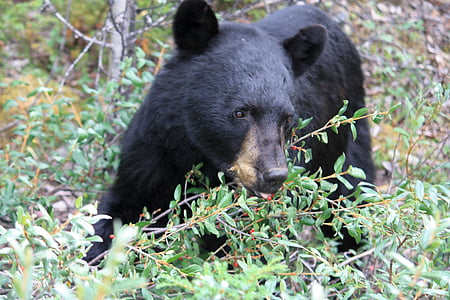 black bear beside shrubs thumbnail