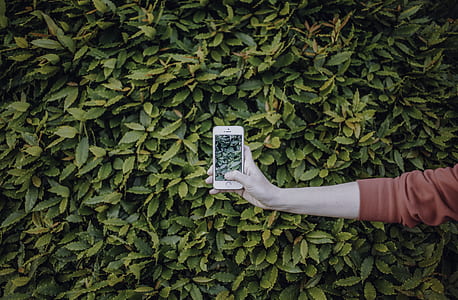 person holding iPhone near green leafed tree thumbnail