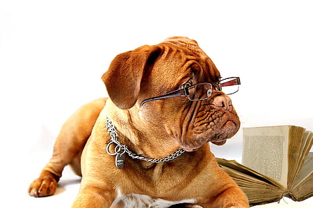 adult brown French mastiff thumbnail