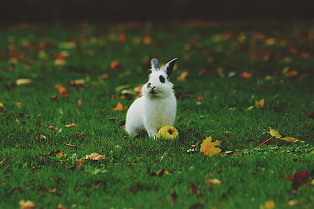 white rabbit on green grass field thumbnail