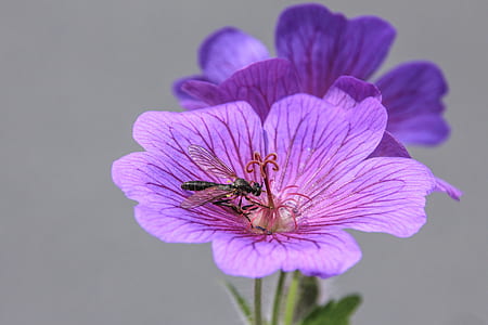 black wasp on purple petaled flower thumbnail