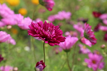 purple petaled flower thumbnail