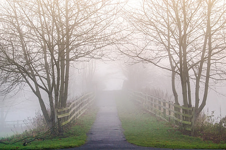stock photography of bridge with white wooden fence between black bare trees during foggy weather thumbnail