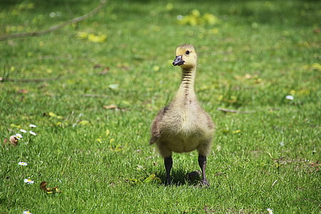 shallow focus photography of baby duck thumbnail