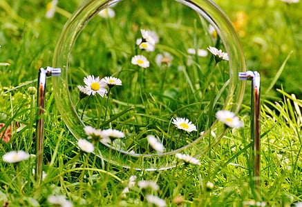 clear glass ring surrounded by daisy flowers thumbnail