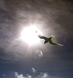 white Seagull flying under white clouds during daytime thumbnail