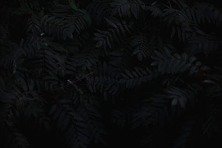 green fern plants thumbnail