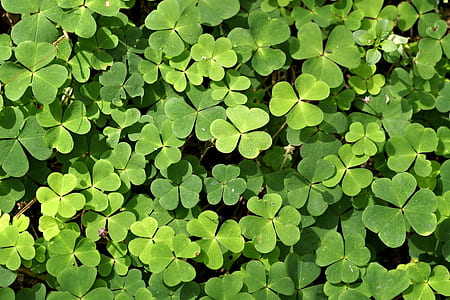 high angle photography of green leafed plant thumbnail