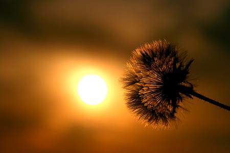 dandelion flower during sunset thumbnail