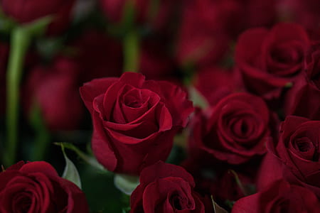 selective focus photography of red roses thumbnail