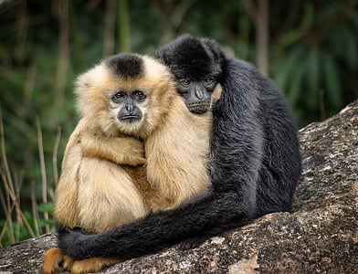 two brown and black monkies hugging thumbnail