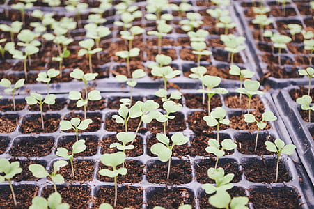 selective focus photography of green leafed plants thumbnail