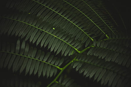 shallow focus photography of green leaf thumbnail