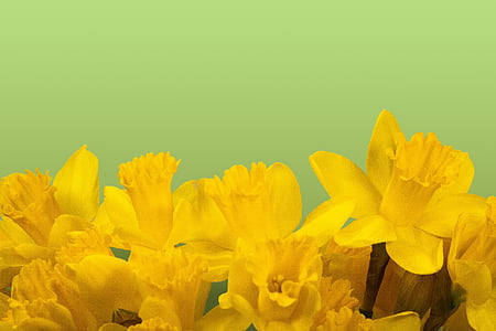 daffodil flowers thumbnail