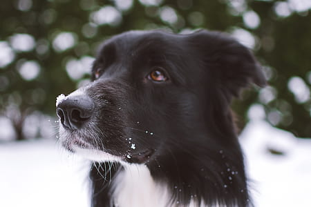 Border Collie thumbnail