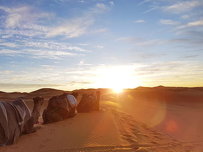 three camel lying on desert during sunset thumbnail