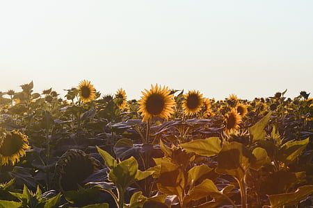 bed of sunflowers under white clouds thumbnail