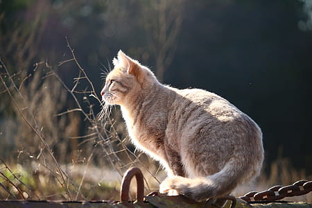 large gray cat on fence at daytime thumbnail