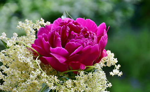 pink peony flower macro photography thumbnail