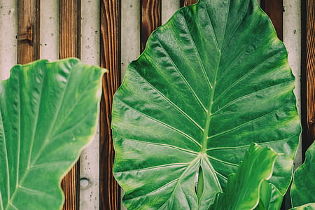 three green leaves on brown surface thumbnail