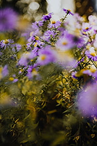 Small purple flowers in the garden thumbnail