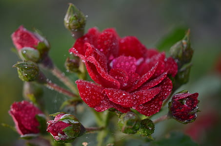 shallow focus photography of red flower thumbnail
