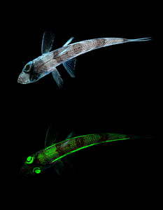 two green and gray fish with black background thumbnail