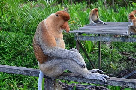 gray and brown animal sitting on wooden bar thumbnail