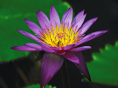 purple petaled flowers thumbnail