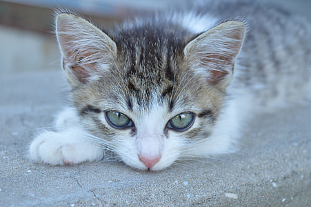 gray tabby kitten lying on gray pavement thumbnail