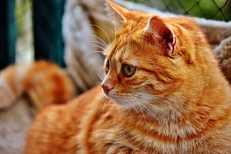 selective focus photo of orange tabby cat thumbnail