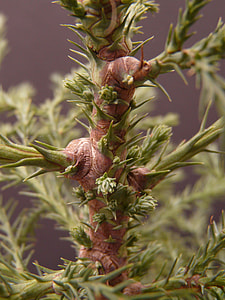 Redwood Sprouts, Redwood Branches thumbnail
