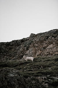 white mountain goat on grass field beside brown rock formation thumbnail
