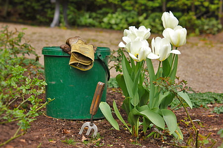 white tulips in bloom beside green plastic pail thumbnail