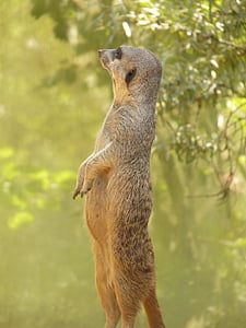 close-up photo of meerkat standing near tree during daytime thumbnail