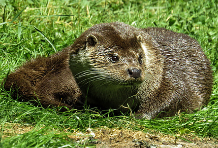 brown otter laying on grass field thumbnail