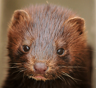 close up of brown animal thumbnail