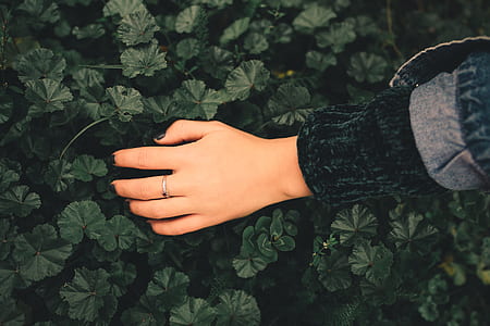 person in black long-sleeved top touching green leafed plant thumbnail