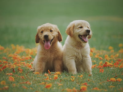 Two Yellow Labrador Retriever Puppies thumbnail