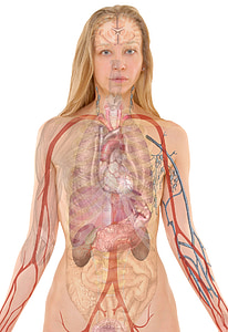 human anatomy thumbnail