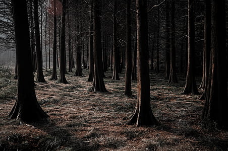 brown trees at daytime thumbnail