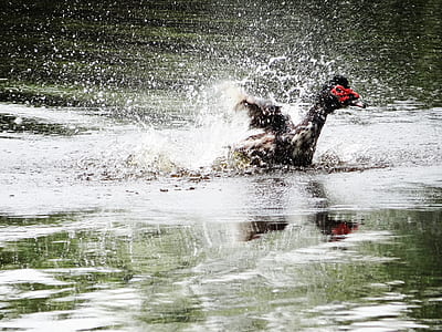 red-head duck swimming on body of water thumbnail