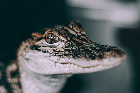 close up photo of baby crocodile thumbnail