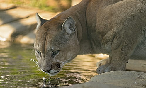 lioness on selective focus photo thumbnail