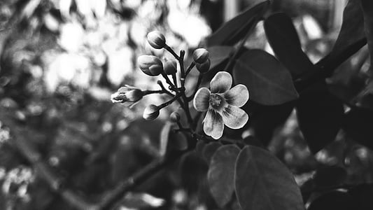 grayscale photography of flower thumbnail
